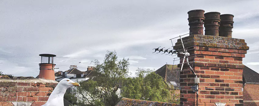 Chimney Cleaning And Restoration in Kirkland, Washington
